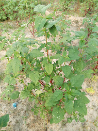 Mankapur Seeds Company Pvt., Ltd.