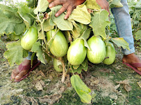 Mankapur Seeds Company Pvt., Ltd.