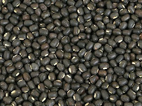 Sk Seed Farm AGRICULTURE SEEDS
