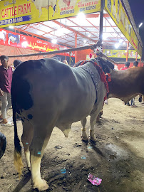 Model Cattle Market Lahore