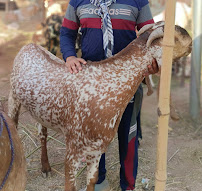 Model Cattle Market Lahore