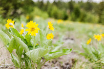 Arrowroot Counseling