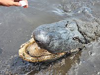 New Orleans Airboat Tours, LLC