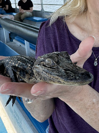 Airboat swamp tours