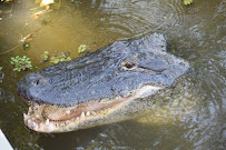 Airboat swamp tours