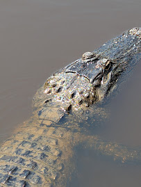 Swamp Adventures LLC