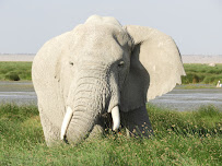 WASILI KENYA SAFARIS