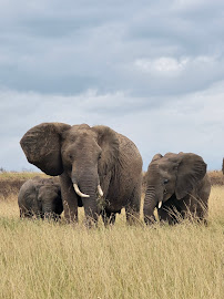 Beacon Safaris