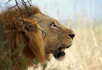 Best Camping Tours and Safari Ltd