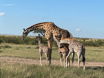 Best Camping Tours and Safari Ltd