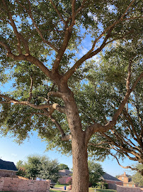 Advanced Tree Services