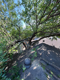 Dallas Tree Trimming and Removal Service