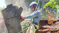 Dallas Tree Trimming and Removal Service
