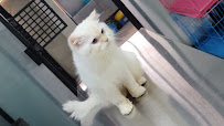 The Pet's Care (Clinic)