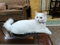 Petspace Animal Hospital - Bahria Phase 8 Branch - Vet for cat, dog and more species