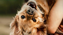 Petspace Animal Hospital - Bahria Phase 8 Branch - Vet for cat, dog and more species