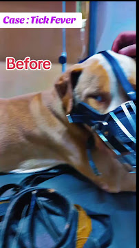 Pet Palace Veterinary Clinic and Pet Shop