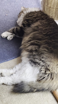 Golden Eagle Mobile Veterinary Services Ltd.