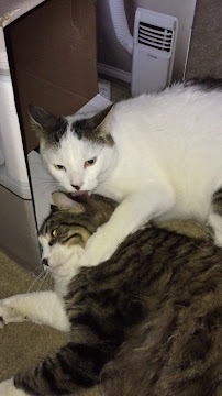 Golden Eagle Mobile Veterinary Services Ltd.