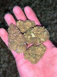 Bulk CBD Distributors