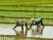 Rice Supplier in Vietnam - Rice Exporter in Vietnam
