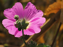Florist Supplies UK