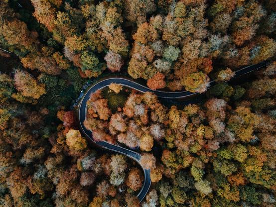 aerial photo - drone - forest in fall with road winding through it