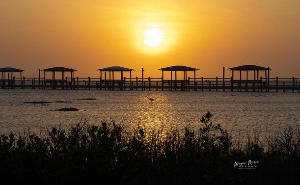Sunset Padre Island National Seashore Texas

Exploring Padre Island National Seashore, Texas

Nestled along the Gulf of Mexico, Padre Island National Seashore is an awe-inspiring natural escape on the southern Texas coast. Spanning over 70 miles, this protected area boasts the longest undeveloped barrier island in the world, offering visitors a tranquil haven far removed from the bustle of everyday life. 

The seashore features a stunning interplay of pristine beaches, coastal prairies, and dynamic tidal flats that are home to an extraordinary array of wildlife. Its ecological diversity makes it a prime destination for nature enthusiasts, photographers, and anyone seeking solace in the raw beauty of the Gulf.

One of the area’s major highlights is its role as a nesting ground for the endangered Kemp’s ridley sea turtle, the rarest species of sea turtle.

Image:
https://fineartamerica.com/featured/sunset-padre-island-national-seashore-texas-wayne-moran.html


Read more:
https://waynemoranphotography.com/blog/exploring-texas-a-journey-through-hill-country-south-texas-and-east-texas/


#PadreIsland #NationalSeaShore #NationalPark #corpusChristi #Texas #SouthTexas #FineArt #CentralTexas  #landscape #photography #travel #travelphotography

#AYearForArt #buyintoArt #fineart #art #FillThatEmptyWall #homedecorideas #homedecor