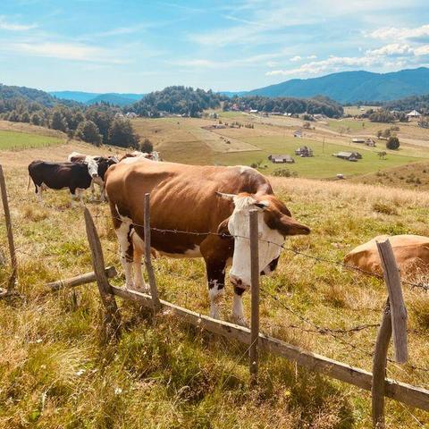 cow