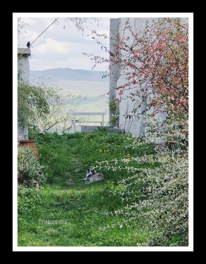 Un merle perché sur un mur observe un chat gris couché dans l'herbe du jardin