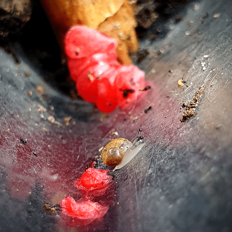 tiny snail next to fragments of a raspberry