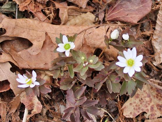 Small white petal flowers with yellow-green centers emerging from ground covering of pale brown dried leaves.