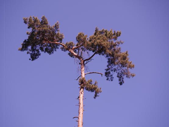 The image shows the top of a tall tree with branches and green foliage against a clear blue sky.