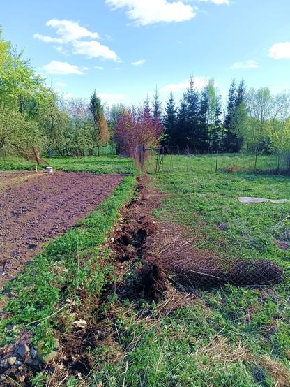 A garden on the left, a former goat grazing area on the right, separated by a chainlink fence that is now laying down and partially rolled up. A lot of soil has been torn out where the fence was deeply embedded in it. If you look closely, you can see another overgrown concrete beam that was missed at the last harvest. Also one of the many pieces of galvalum sheetmetal laying around everywhere.