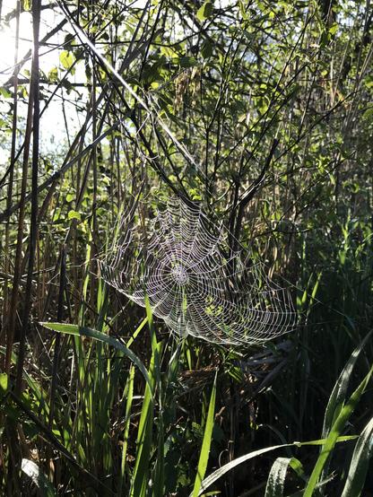 Photo d’une toile d’araignée pleine de rosée, éclairée par un rayon de soleil dans un sous-bois.