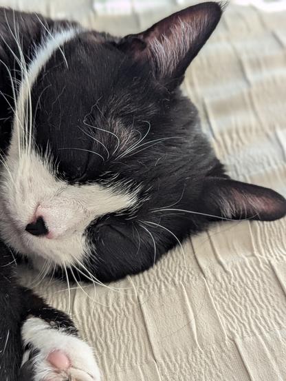 Tuxedo girl cat sleeping close up