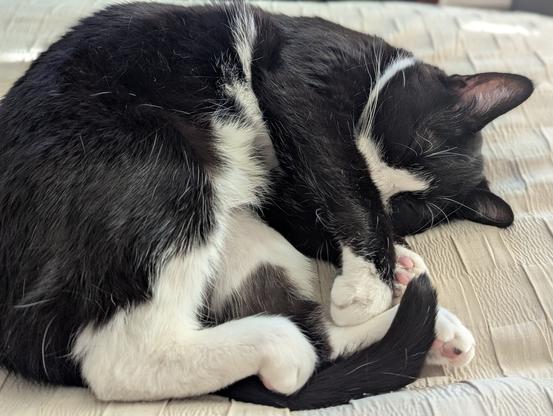 Tuxedo cat all curled up on beige blanket.