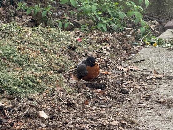 My compost feeding the wildlife