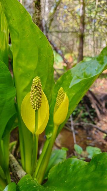 The image shows a plant with bright green leaves and yellowish flower spikes, known as a swamp lantern. The plant is typically found in wetlands or forested areas.