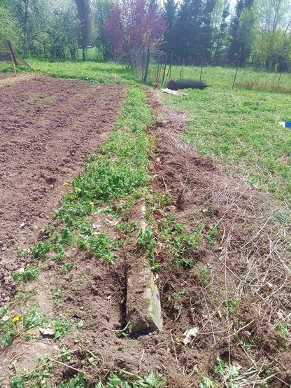 Another pesky steel reinforced concrete beam, 11m long, buried and overgrown along the former fence line. The front has been dug out enough to reveal one end.