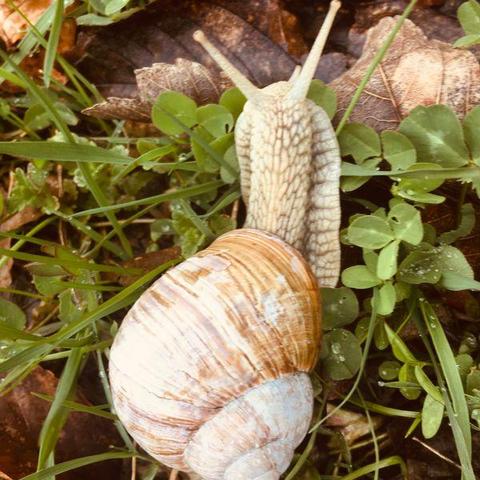 snail