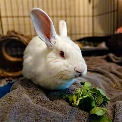A white rabbit eating a sprig of mint sitting on a brown blanket