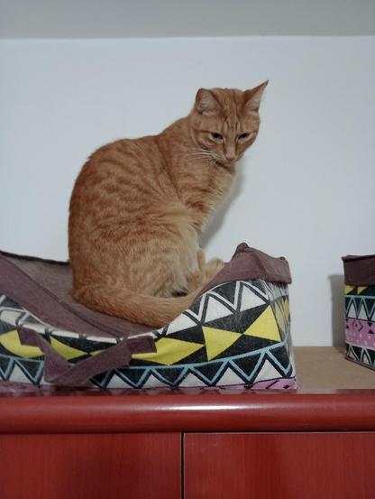 one of octo's orange tabbies sitting regally and comfortably on a cat bed atop a cabinet