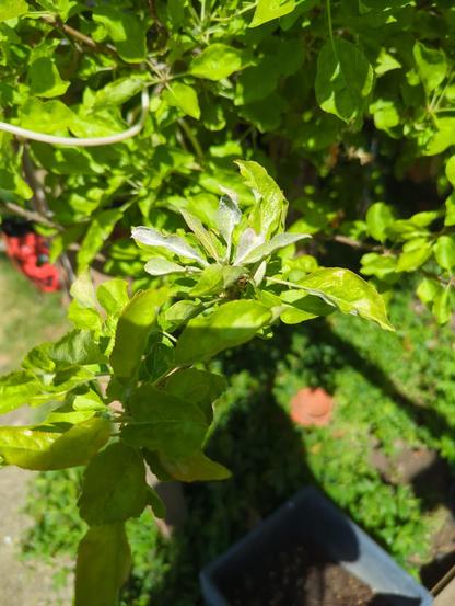 Photo of the apple tree taken in April. It's a close up of some leaves described in post.