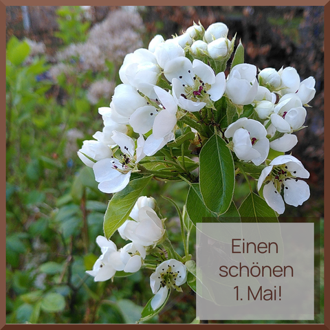 Photo, Nahaufnahme von Birnbaumblüten mit einem unscharfen Gartenhintergrund. Zusätzlicher Text: Einen schönen 1. Mai!