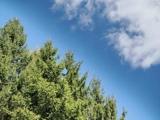 The image shows a clear blue sky with a few clouds and the tops of evergreen trees, like pine or fir trees, in the foreground.