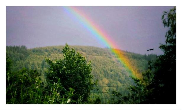 A photo of a rainbow in the Scottish countryside. The bottom half of the picture is greenery of different types. In the foreground there are trees and further out you can see a hill in the distance. The top half of the picture depicts a moody blue/grey sky with a section of a rainbow coming from the centre top and disappearing behind a tree on the right hand side of the photo. There is a bird to the right of the rainbow.