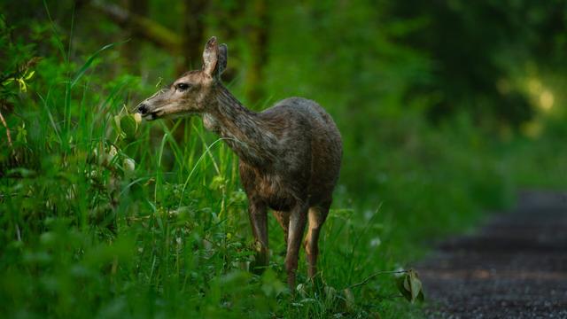 A photograph of a young deer that I unexpectedly ran into while hiking. The deer is looking to the left of frame, highlighted by the morning sun while it munches on some greenery.