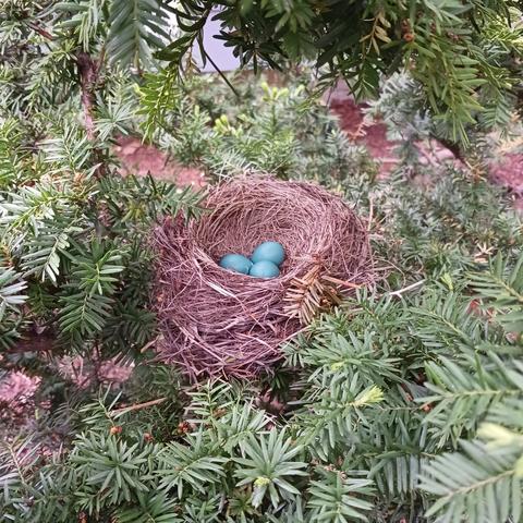 Photo of a robin's nest made of dried brown grass and twigs with 3 blue eggs nestled in the dark green needle-like foliage of a yew.