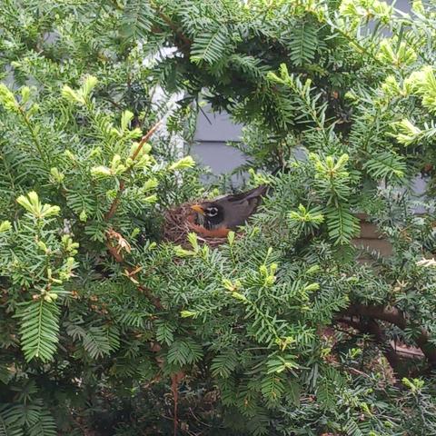 Photo of a robin sitting atop unseen eggs in a nest made of dried brown grass and twigs nestled in the dark green needle-like foliage of a yew.